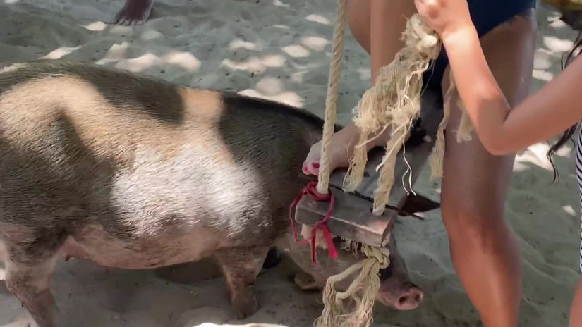 Wild Boar Koh Matsum Island